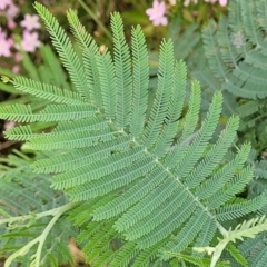 Acacia dealbata (Silver Wattle) at Block 402 - 13 Jan 2022 by trevorpreston