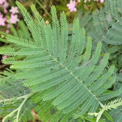 Acacia dealbata (Silver Wattle) at Block 402 - 13 Jan 2022 by trevorpreston