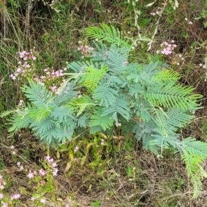 Acacia dealbata at Stromlo, ACT - 14 Jan 2022