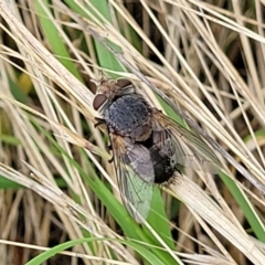 Unidentified Bristle Fly (Tachinidae) at Stromlo, ACT - 13 Jan 2022 by tpreston