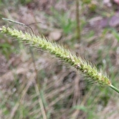 Setaria (genus) (Pigeon Grass) at Stromlo, ACT - 14 Jan 2022 by trevorpreston