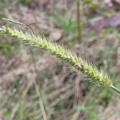Setaria (genus) (Pigeon Grass) at Stromlo, ACT - 14 Jan 2022 by trevorpreston