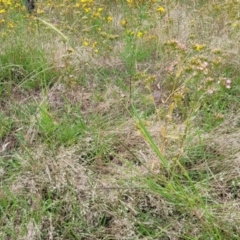 Setaria sp. at Stromlo, ACT - 14 Jan 2022