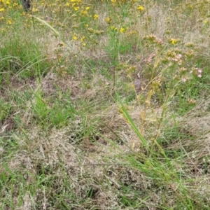 Setaria sp. at Stromlo, ACT - 14 Jan 2022 09:43 AM