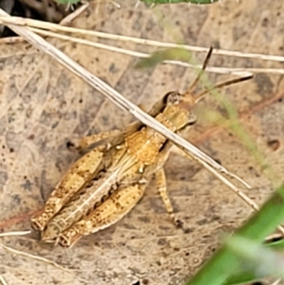 Phaulacridium vittatum (Wingless Grasshopper) at Stromlo, ACT - 13 Jan 2022 by tpreston