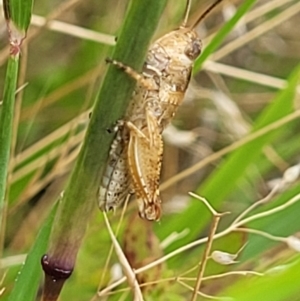 Phaulacridium vittatum at Stromlo, ACT - 14 Jan 2022