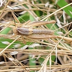 Macrotona australis (Common Macrotona Grasshopper) at Piney Ridge - 13 Jan 2022 by tpreston