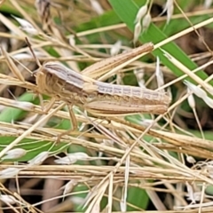 Macrotona australis at Stromlo, ACT - 14 Jan 2022