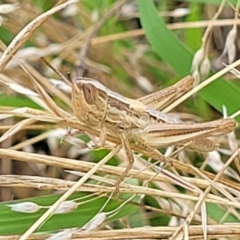 Macrotona australis at Stromlo, ACT - 14 Jan 2022