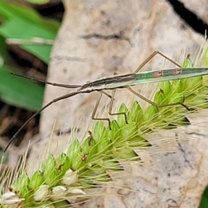 Mutusca brevicornis at Stromlo, ACT - 14 Jan 2022