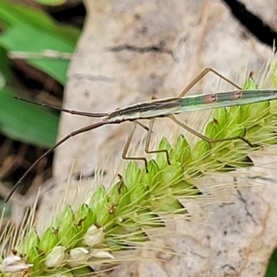 Mutusca brevicornis (A broad-headed bug) at Stromlo, ACT - 13 Jan 2022 by trevorpreston