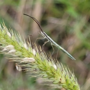 Mutusca brevicornis at Stromlo, ACT - 14 Jan 2022