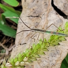 Mutusca brevicornis at Stromlo, ACT - 14 Jan 2022