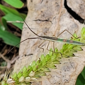 Mutusca brevicornis at Stromlo, ACT - 14 Jan 2022 09:40 AM