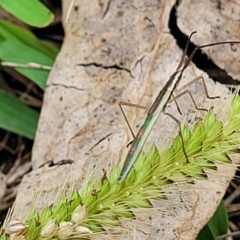 Mutusca brevicornis at Stromlo, ACT - 14 Jan 2022