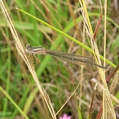 Xanthagrion erythroneurum (Red & Blue Damsel) at Block 402 - 13 Jan 2022 by trevorpreston