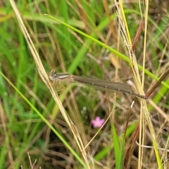 Xanthagrion erythroneurum at Stromlo, ACT - 14 Jan 2022 09:38 AM