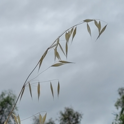 Avena (genus) (Wild Oats) at Stromlo, ACT - 14 Jan 2022 by trevorpreston
