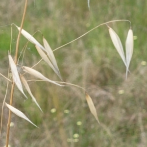 Avena sp. at Stromlo, ACT - 14 Jan 2022