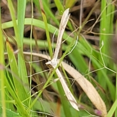 Platyptilia celidotus (Plume Moth) at Stromlo, ACT - 13 Jan 2022 by tpreston