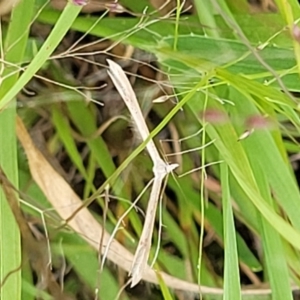 Platyptilia celidotus at Stromlo, ACT - 14 Jan 2022 09:34 AM