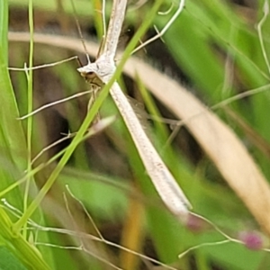 Platyptilia celidotus at Stromlo, ACT - 14 Jan 2022 09:34 AM