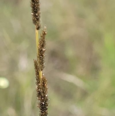 Sporobolus creber (Slender Rat's Tail Grass) at Molonglo Valley, ACT - 14 Jan 2022 by trevorpreston