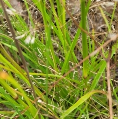 Sporobolus creber at Molonglo Valley, ACT - 14 Jan 2022