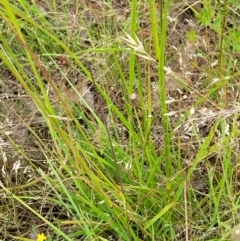 Sporobolus creber at Molonglo Valley, ACT - 14 Jan 2022 09:32 AM