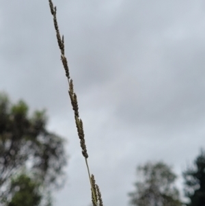 Sporobolus creber at Molonglo Valley, ACT - 14 Jan 2022