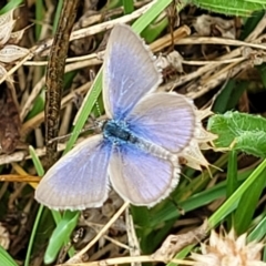 Zizina otis (Common Grass-Blue) at Stromlo, ACT - 13 Jan 2022 by tpreston