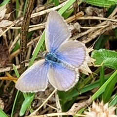 Zizina otis (Common Grass-Blue) at Piney Ridge - 13 Jan 2022 by tpreston