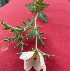 Argemone ochroleuca subsp. ochroleuca (Mexican Poppy, Prickly Poppy) at Hackett, ACT - 14 Jan 2022 by cmobbs