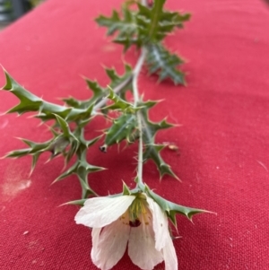 Argemone ochroleuca subsp. ochroleuca at Hackett, ACT - 14 Jan 2022