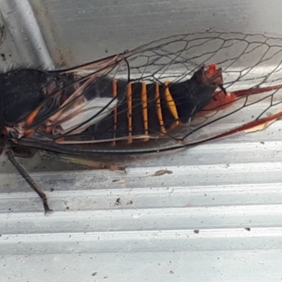 Yoyetta subalpina (Subalpine Firetail Cicada) at Yaouk, NSW - 13 Dec 2021 by JARS