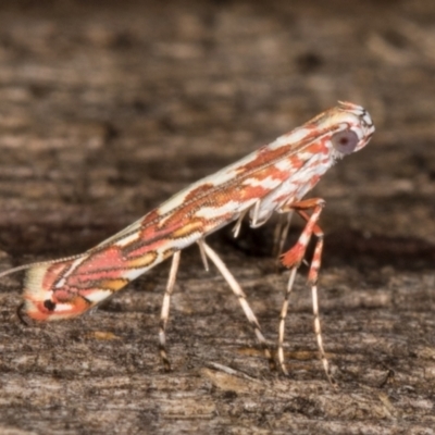 Gracillariidae (family) (A leafminer moth) at Melba, ACT - 14 Jan 2022 by kasiaaus