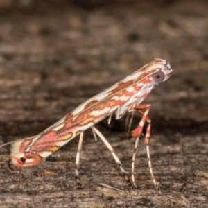 Gracillariidae (family) at Melba, ACT - 14 Jan 2022