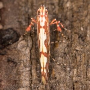 Gracillariidae (family) at Melba, ACT - 14 Jan 2022