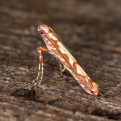 Gracillariidae (family) at Melba, ACT - 14 Jan 2022