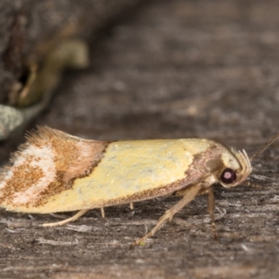 Chrysonoma catoptrina (A Concealer moth) at Melba, ACT - 13 Jan 2022 by kasiaaus