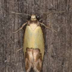 Chrysonoma catoptrina at Melba, ACT - 14 Jan 2022 01:08 AM