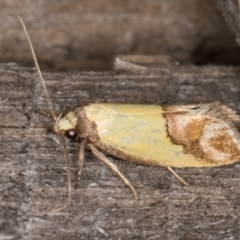 Chrysonoma catoptrina at Melba, ACT - 14 Jan 2022 01:08 AM