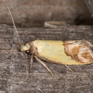 Chrysonoma catoptrina at Melba, ACT - 14 Jan 2022 01:08 AM