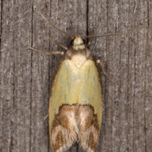 Chrysonoma catoptrina at Melba, ACT - 14 Jan 2022 01:08 AM