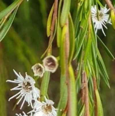 Kunzea ericoides (Burgan) at Jarramlee Pond - 4 Jan 2022 by johnpugh