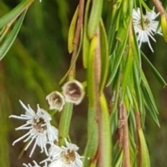 Kunzea ericoides (Burgan) at Jarramlee Pond - 4 Jan 2022 by johnpugh