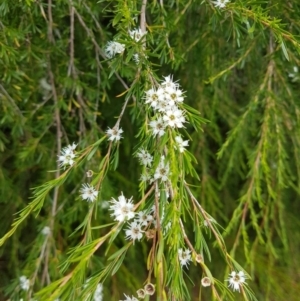 Kunzea ericoides at Dunlop, ACT - 4 Jan 2022