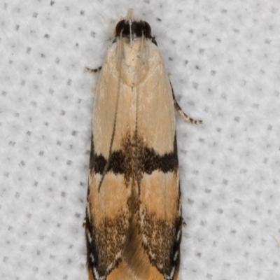 Ardozyga desmatra (A Gelechioid moth) at Melba, ACT - 13 Jan 2022 by kasiaaus