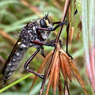 Chrysopogon muelleri (Robber fly) at Wingecarribee Local Government Area - 11 Jan 2022 by GlossyGal