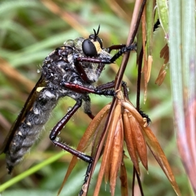 Chrysopogon muelleri (Robber fly) at Berrima, NSW - 12 Jan 2022 by GlossyGal